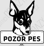 Toy Fox Terrier 